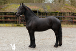 Friso is een Friese ruin van 17 jaar oud. Het is een paard met een gouden hart!super lief, aanhankelijk, eerlijk en wil graag voor je werken. Hij woont samen met onze kleine donder Spike. Een shetlander van 15 jaar oud die Friso graag uitdaagt voor een spelletje door hem stiekem te bijten! Ze zijn dikke maatjes en genieten van het goede leven!..