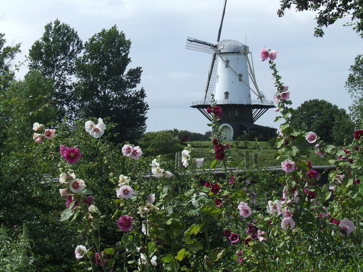 Molen