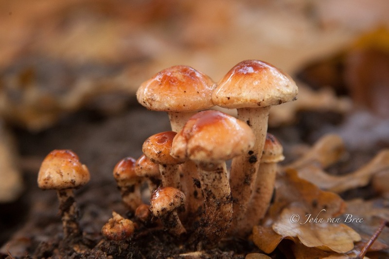 Paddestoelen herfst