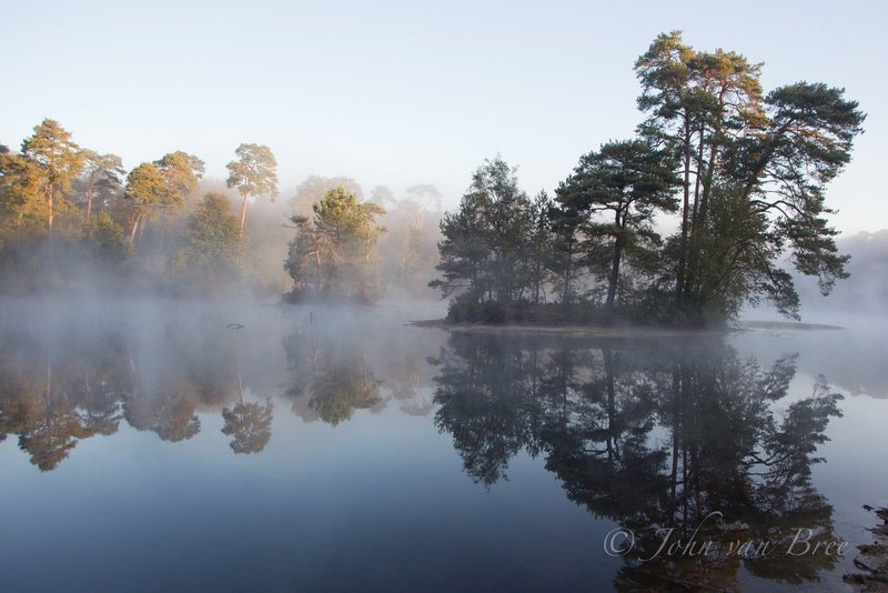 Bomen in mist