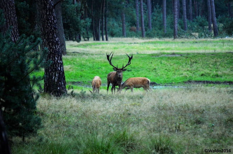 rutting season on The Hooge Veluwe
