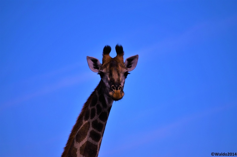 giraffe