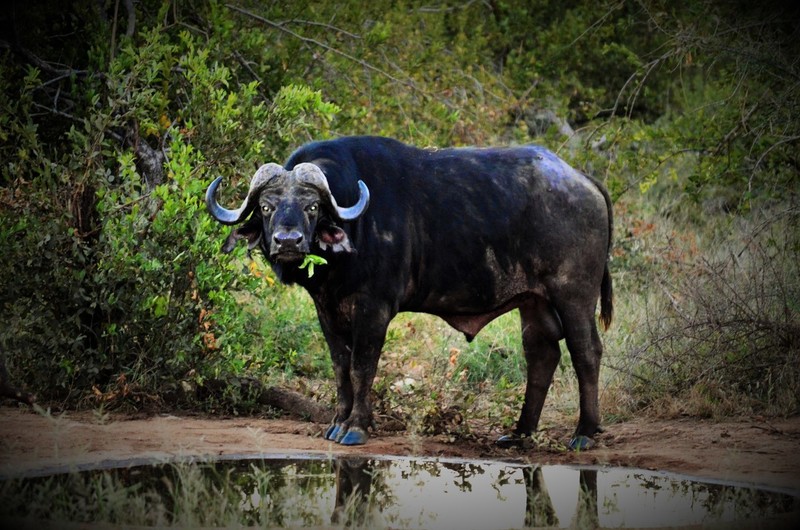 buffel