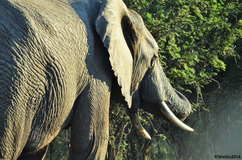 olifant