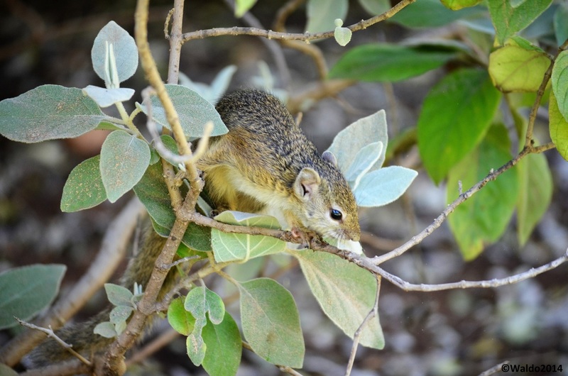 Smith's Bush Squirrel