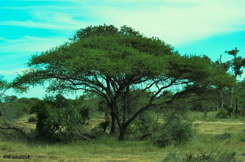 Afrikaanse acacia boom