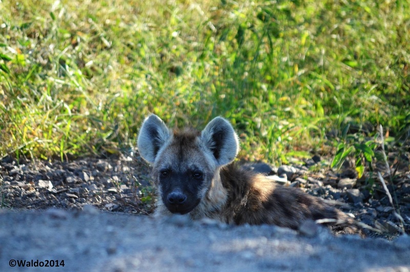 jonge hyena