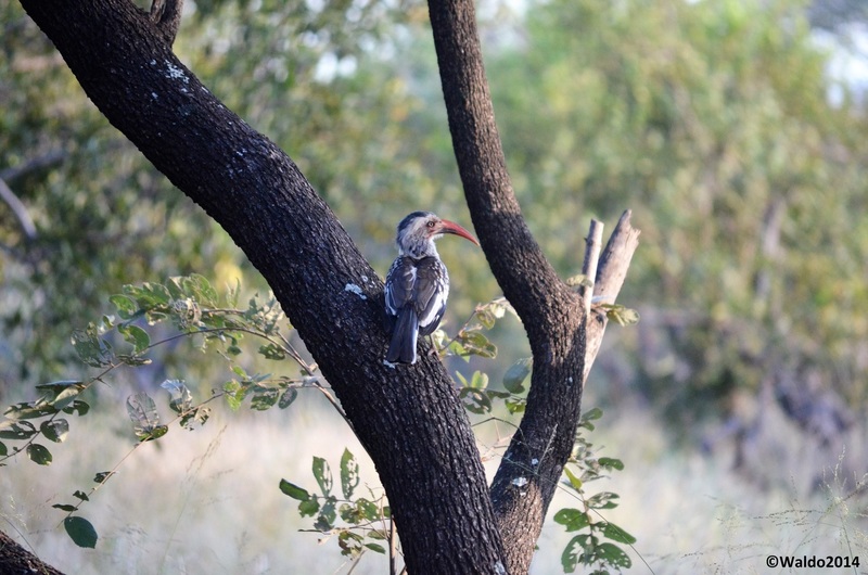 red billed hornbill