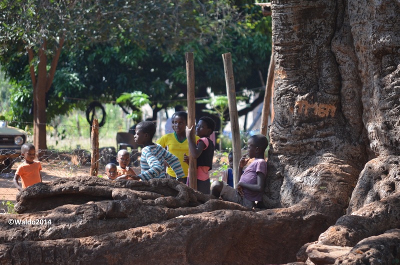 baobab