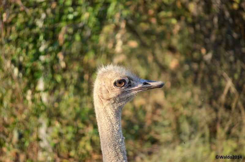 struisvogel