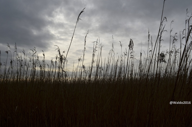 reed