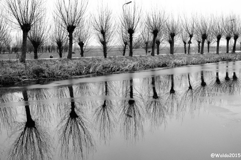 pollard willow
