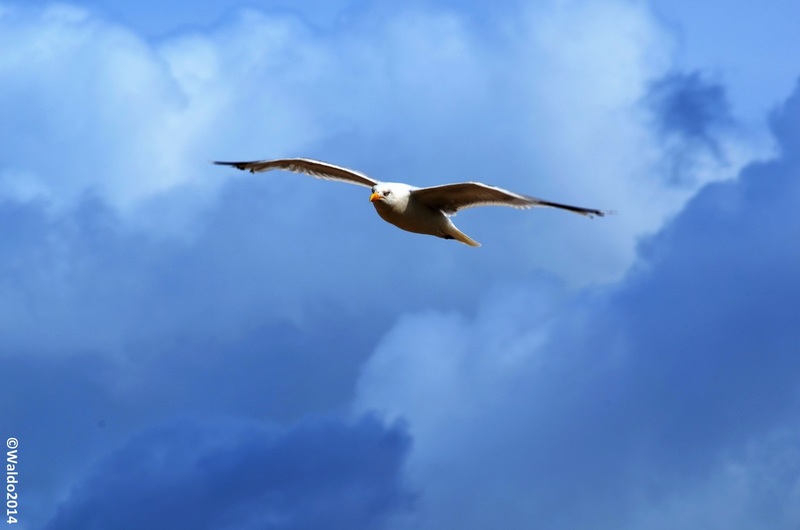 the Seagull is not far away