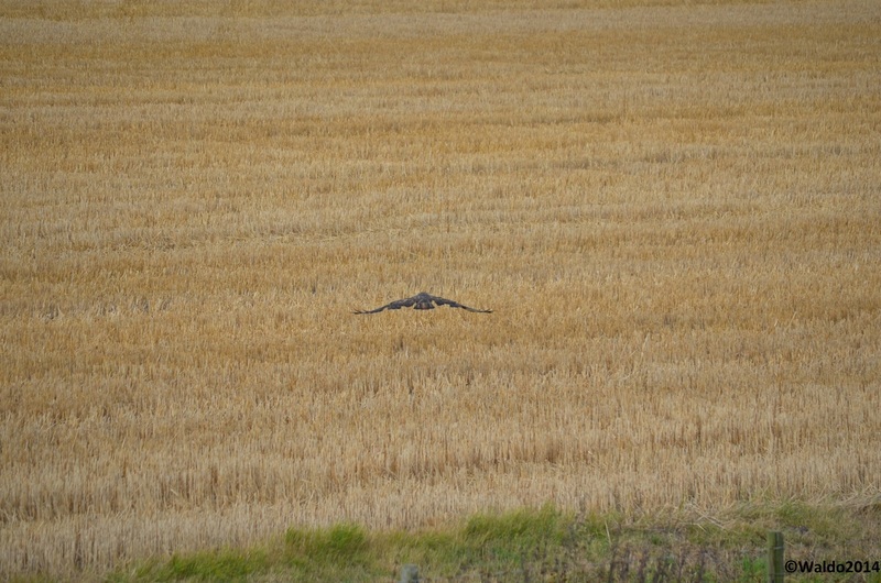 nature scrambles on