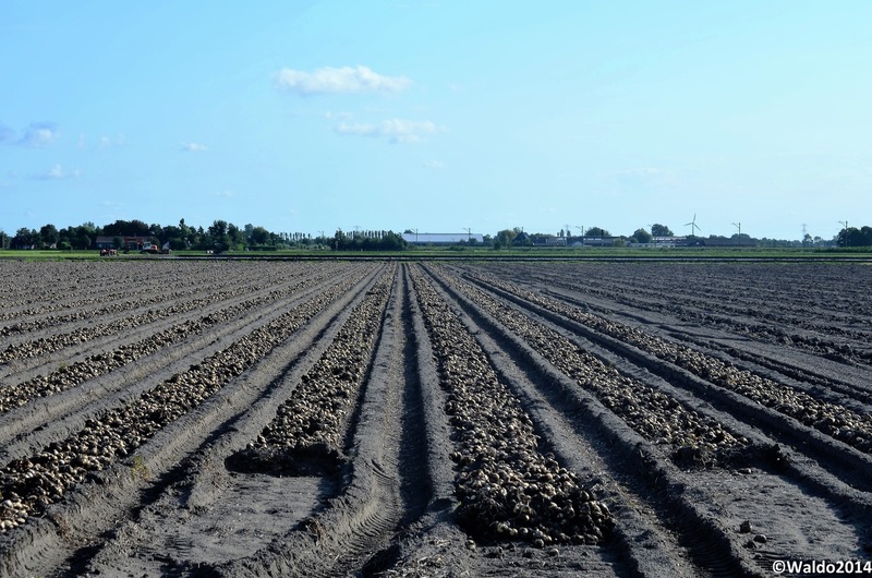 flower bulbs and potatoes