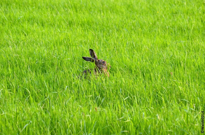 a really polder animal
