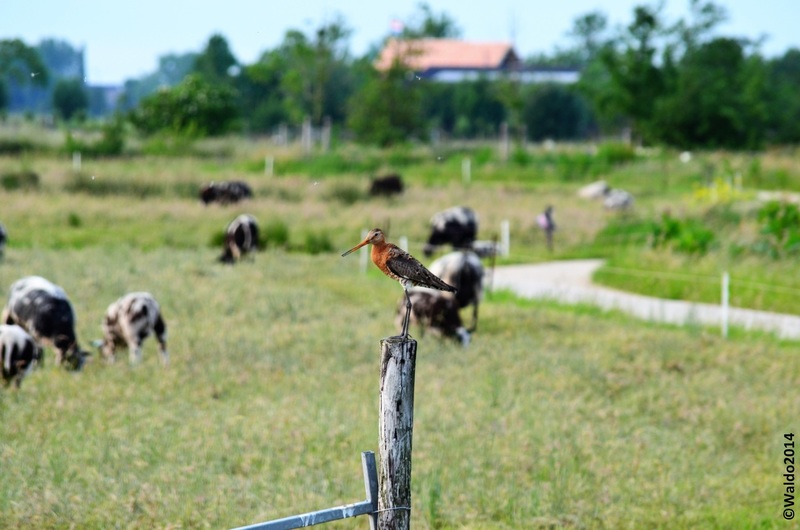 icon of the polder