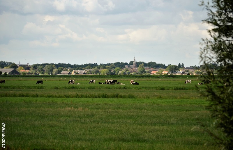 cows in the meadows