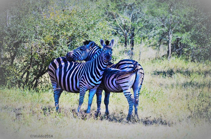 steppe zebra