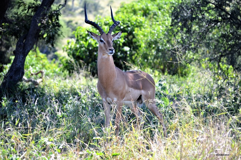 impala