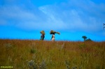 Zuid-Afrika is een land van tegenstellingen. De verschillen tussen arm en rijk zijn nog steeds enorm. Anders dan tijdens de apartheid behoren er nu ook zwarten tot de rijke klasse. Vaak hebben zij banden met het Afrikaans Nationaal Congres. 79% van de bevolking is zwart, 9% is blank, 9% kleurling en 3% Indisch.