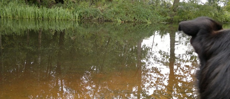 Herfst in Amersfoort-2