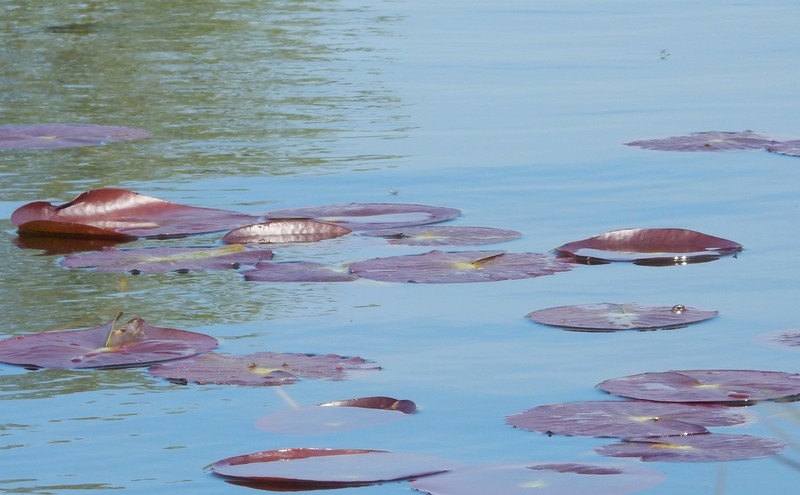 Voorjaar in Harmelen