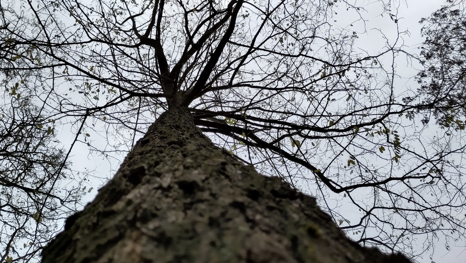 Even een boom knuffelen.