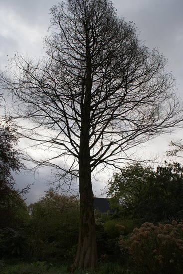 De boom