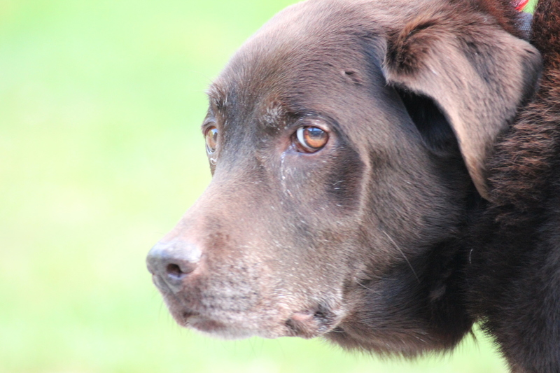 Bruine oude Labrador