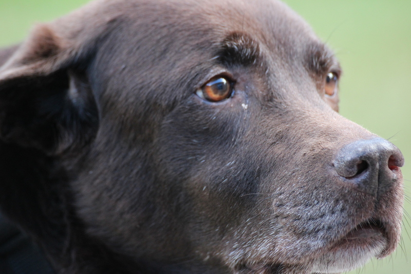 Labrador op vakantie