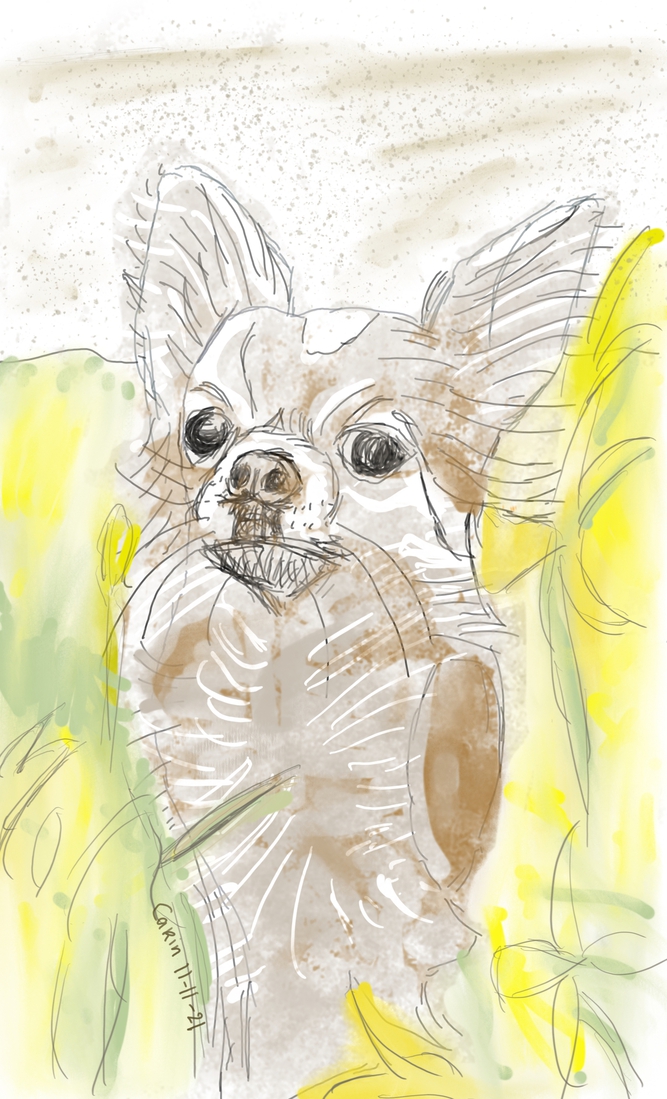 Chihuahua