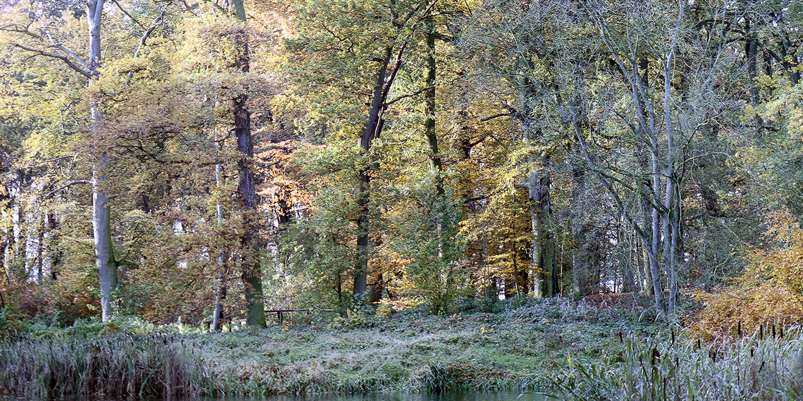 Boslandschap (fdb2718)
