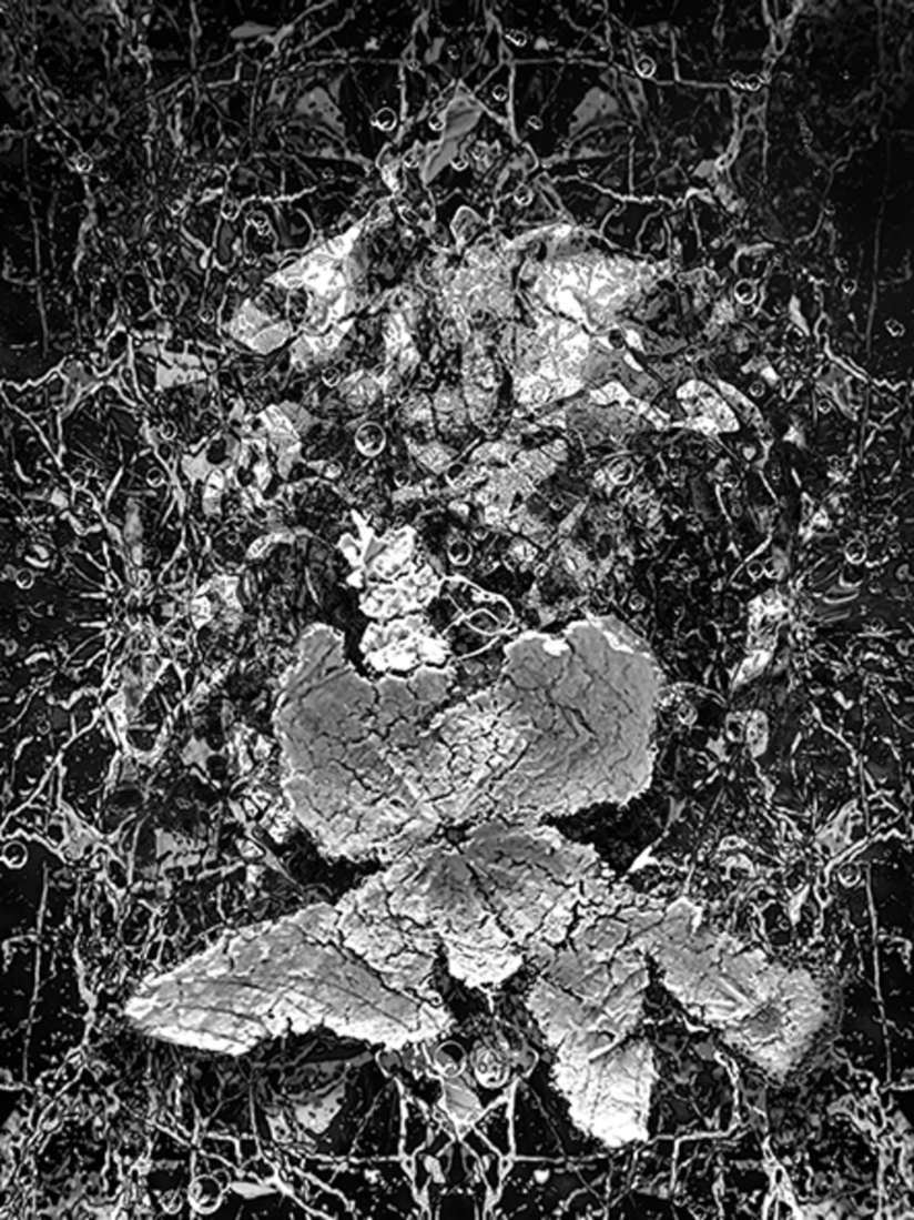 Mandarijnschil (d5525)