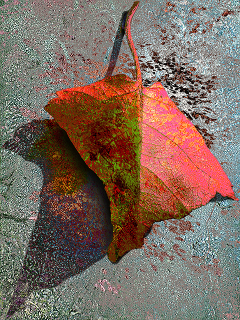 Herfstblaadje (d0725)