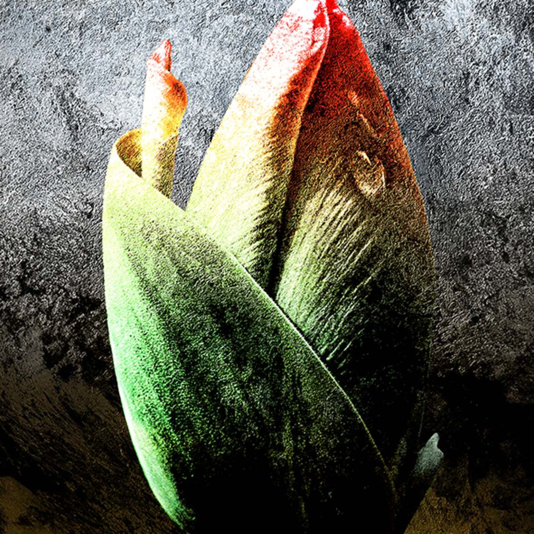 Tulp in knop  (d4224)