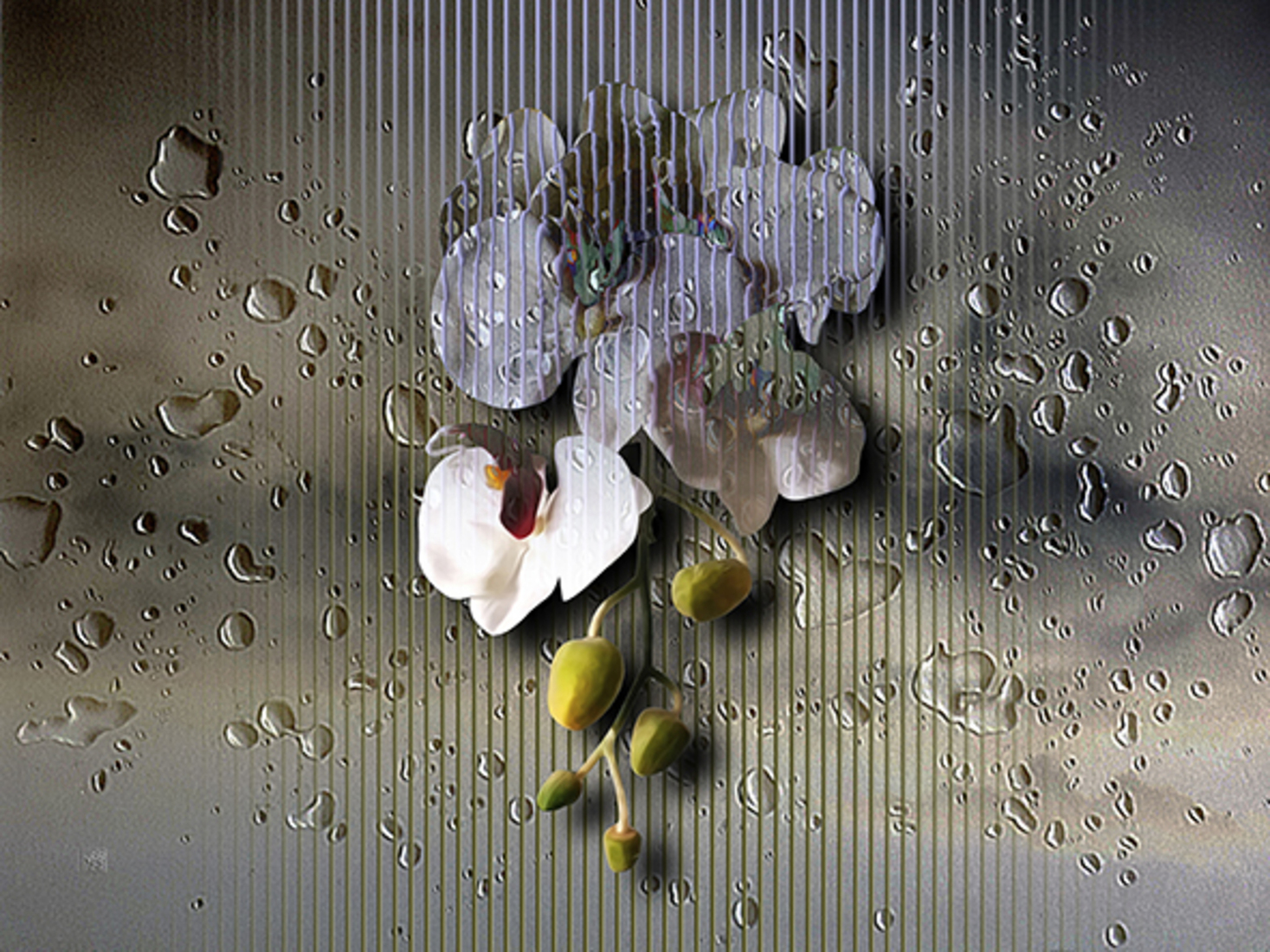 Phalaenopsis 2 (d0822)