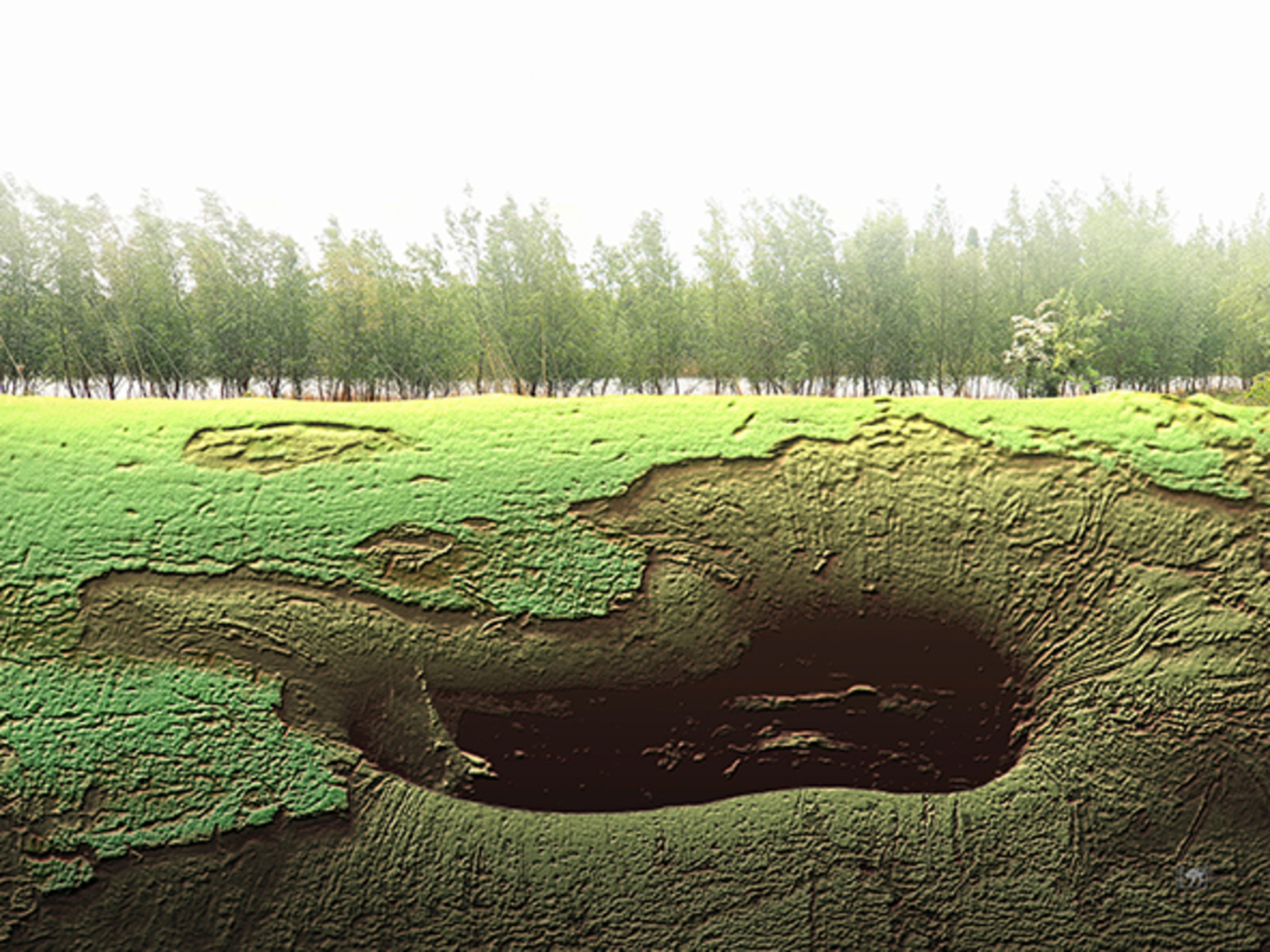 Bomen over boom (d2922)