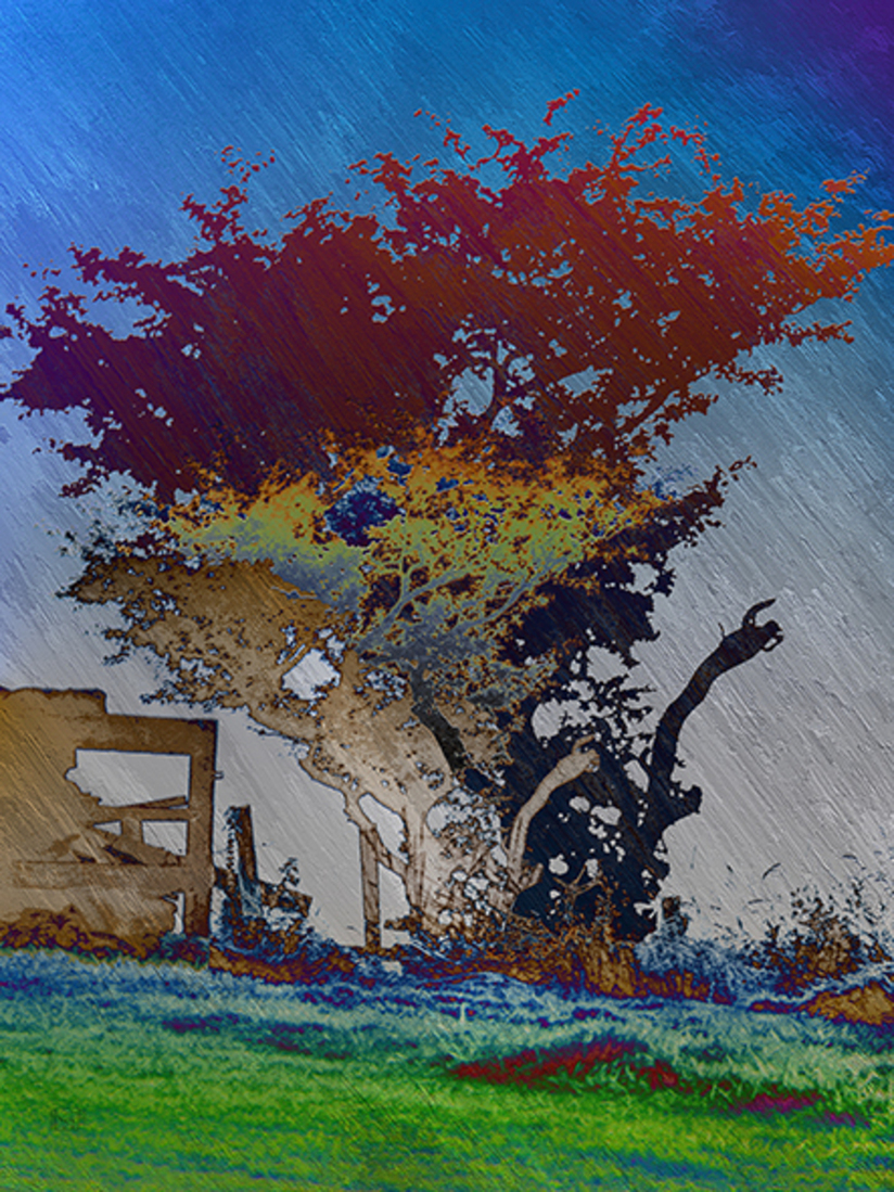 Bomendebomen  (d4021)