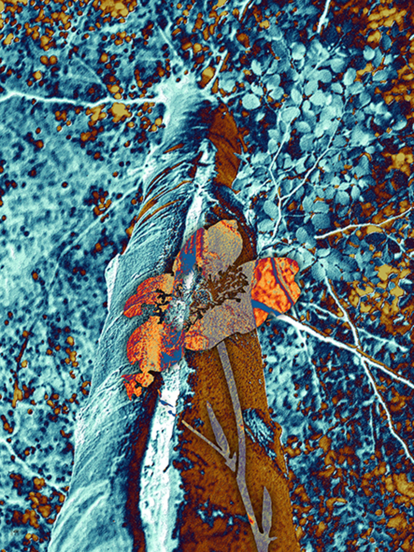 De beuk erin (d1021)