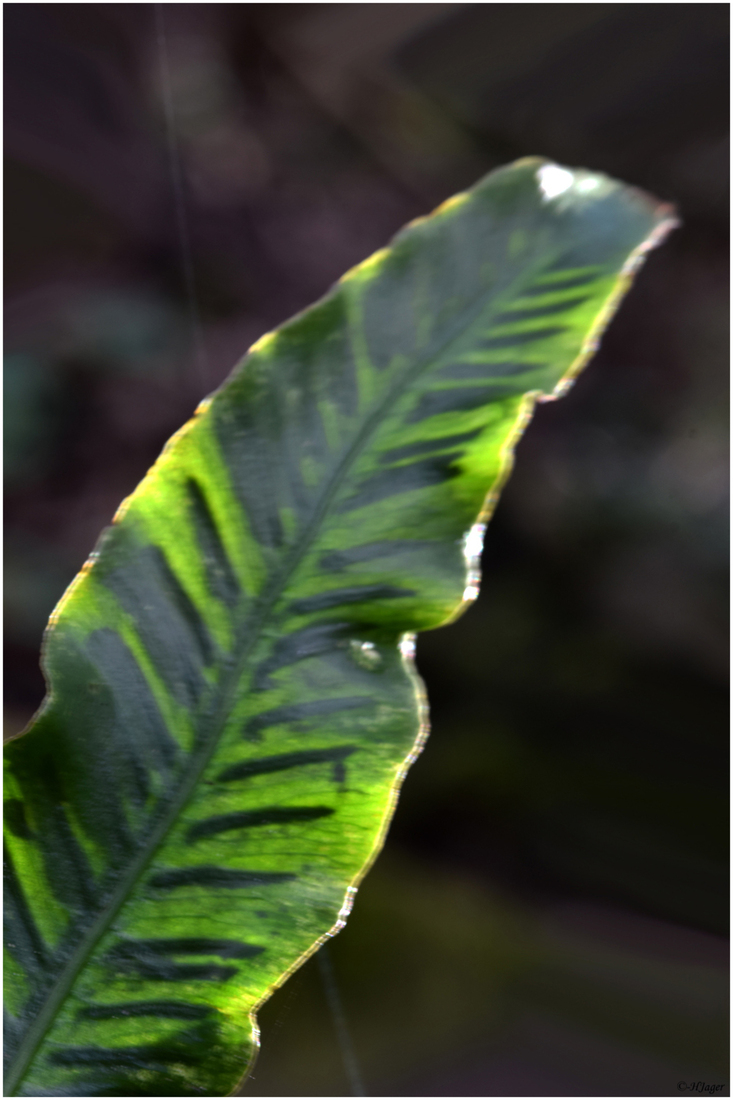 DSC_8561