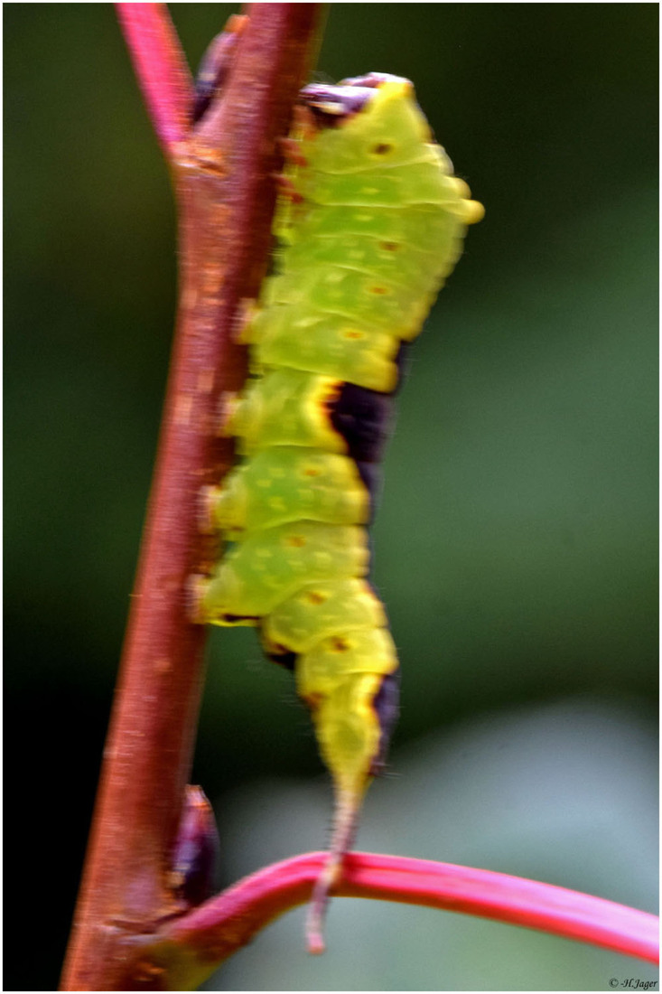 DSC_3445