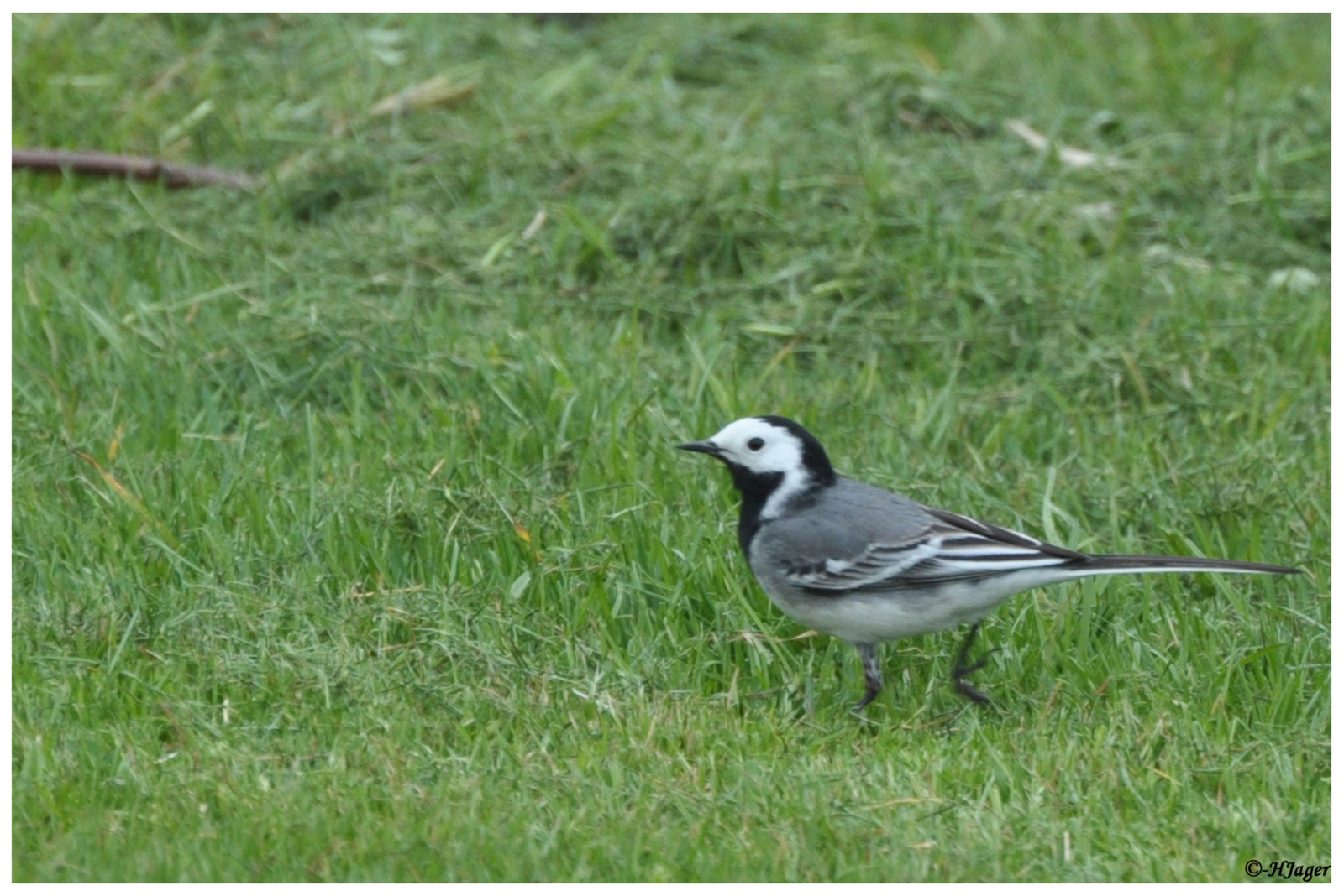 DSC_098
