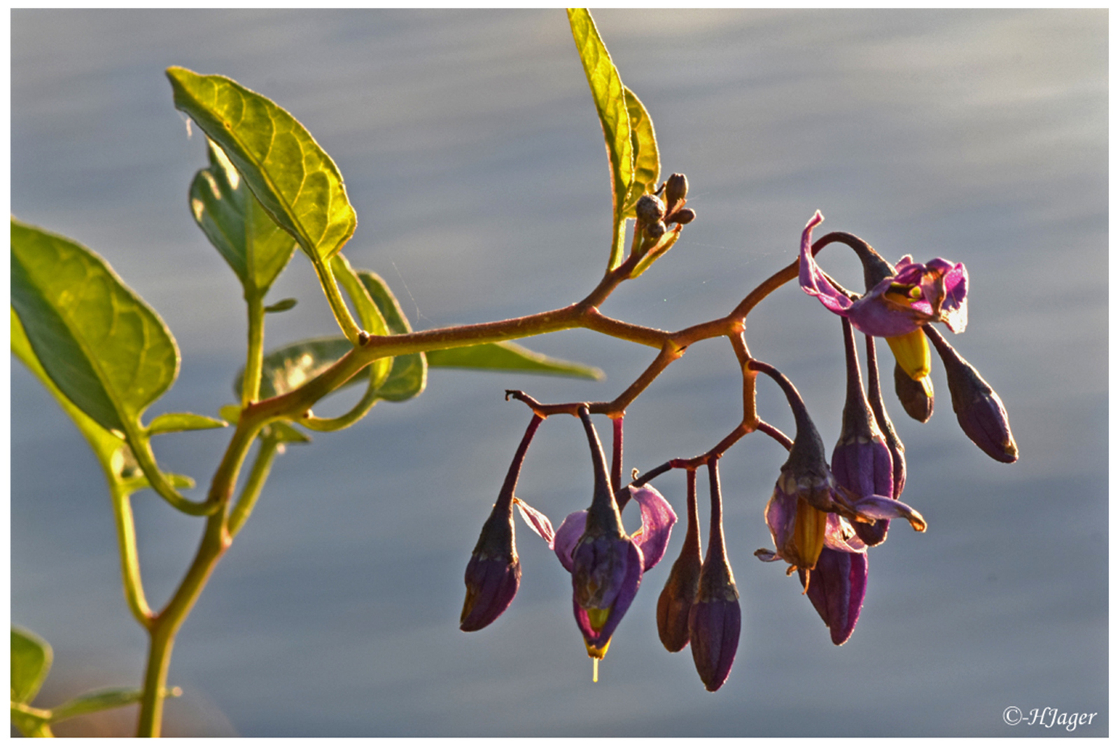 DSC_204