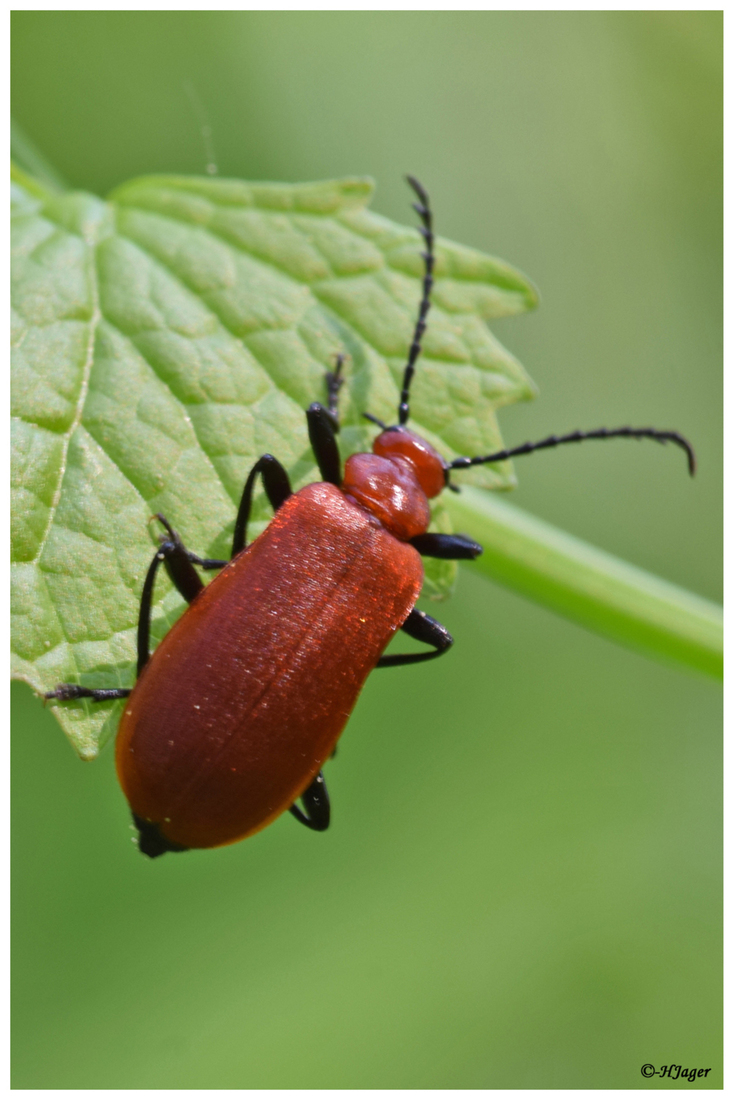 DSC_185