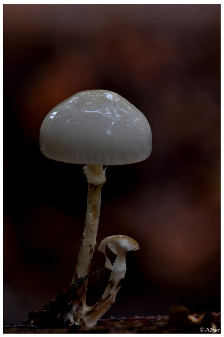 DSC_509 - a
