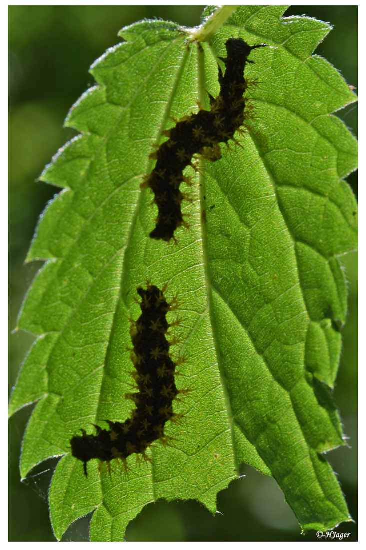 DSC_406