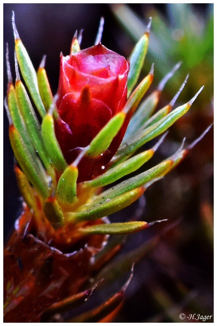 DSC_6485