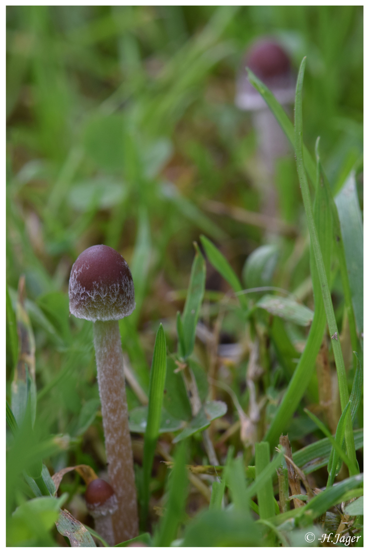 DSC_2488