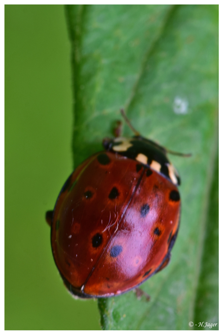 DSC_2523